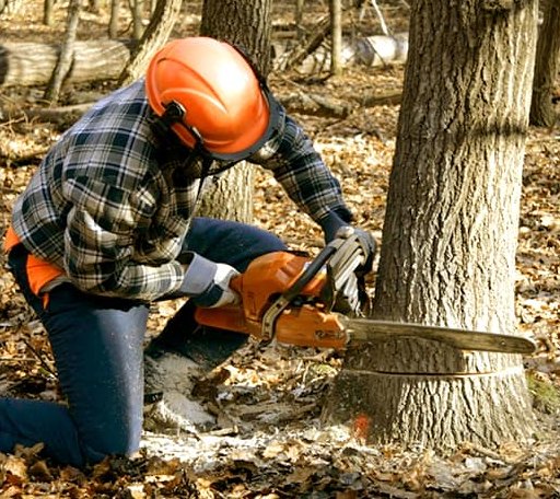 Tree Removal in Bruni, TX